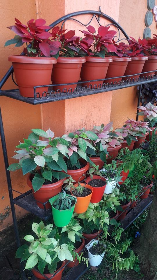 Maua and More Kensington Shopping Boulevard, Kensington Luxury Heights Kyanja, Kampala, Uganda, Gardeners, Gardens, Kampala Uganda Gardening and Landscaping, Home Decor, Interior & Exterior Design, Herbs, Flowers, Flower Pots Kampala Uganda, Ugabox